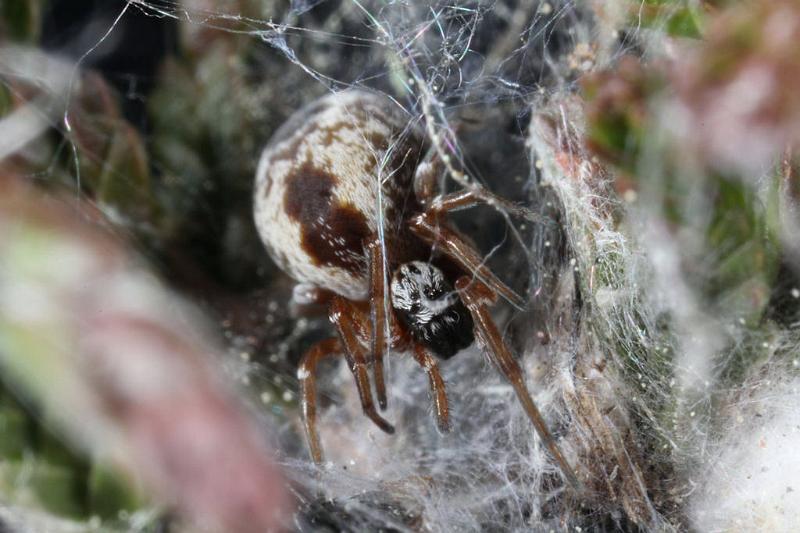 Dictyna_arudinacea_D7423_Z_88_NP De Hoge Veluwe_Nederland.jpg